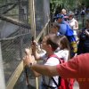 kirnduls gyrben 2012.05.27. 001